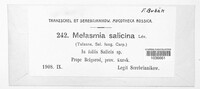 Melasmia salicina image